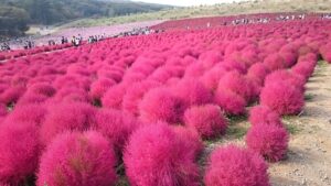 北関東の秋を楽しむデート