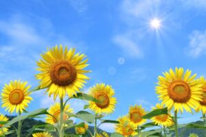 【夏の特別キャンペーン】入会金33,000円⇒22,000円（税込）に値下げします！！