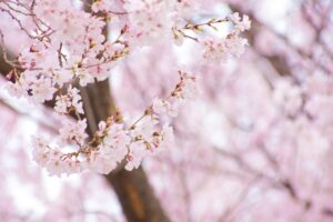 🌸 春の入会キャンペーンのお知らせ（2/24〜3/31）