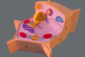 ミトコンドリアを元気にして、お見合い写真を撮ろう